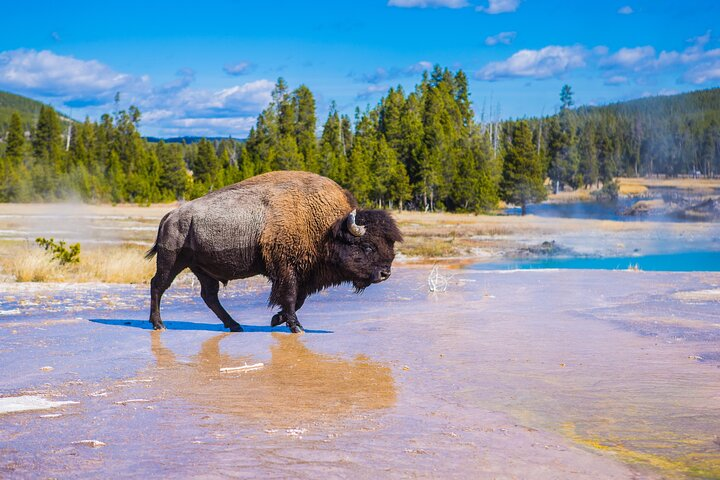 Yellowstone Lower Loop Tour | Wildlife & Hot Springs | PRIVATE - Photo 1 of 20